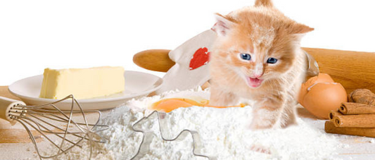 Vitamins and Minerals: Essential Nutrients for Cats