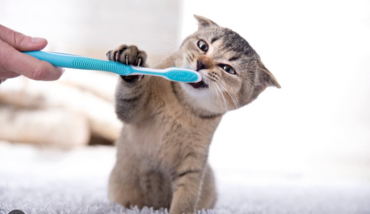 Texture Matters: How Crunchy and Soft Treats Affect Feline Dental Health
