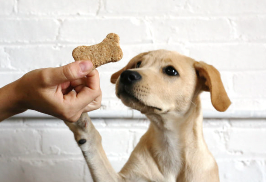 Homemade Pet Treats: A Scientific Approach to Healthy Rewards