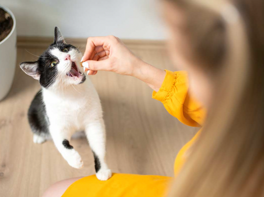 Low-Calorie Homemade Treats vs. Regular Cat Treats: A Nutritional Comparison