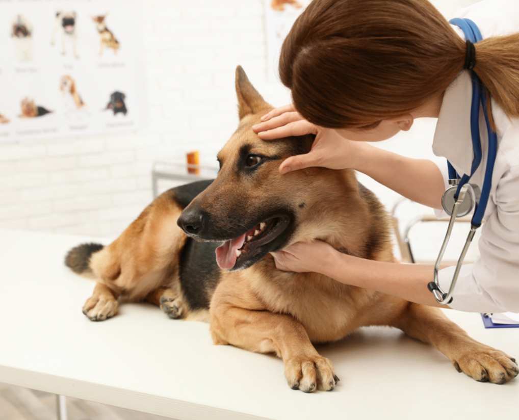 Managing Canine Diabetes with Low-Calorie Homemade Treats and Food