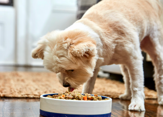 Grain-Free Diets: The Science Behind the Trend